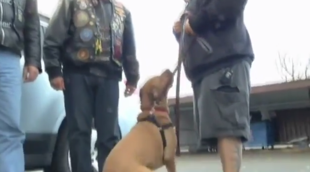 service dog reunited with disabled vet