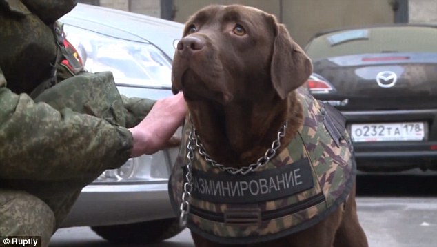 Dog Armor Photo - The SITREP Military Blog