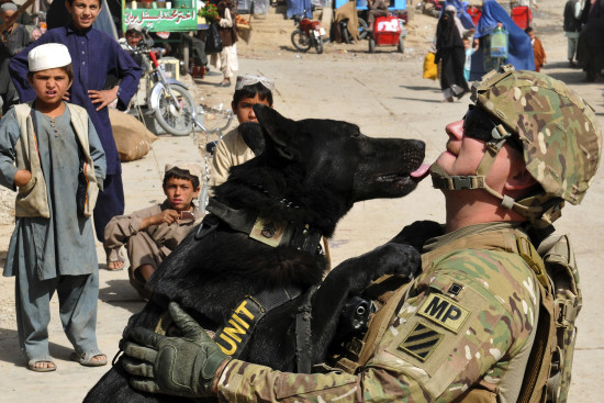 Photo Of Military Dogs - The SITREP Military Blog