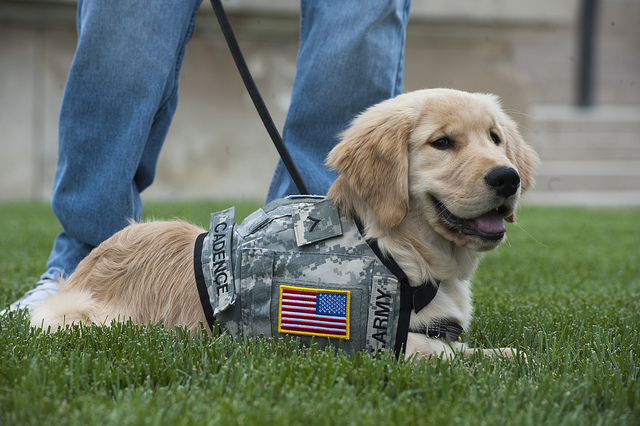 Service Dog Image - The SITREP Military Blog
