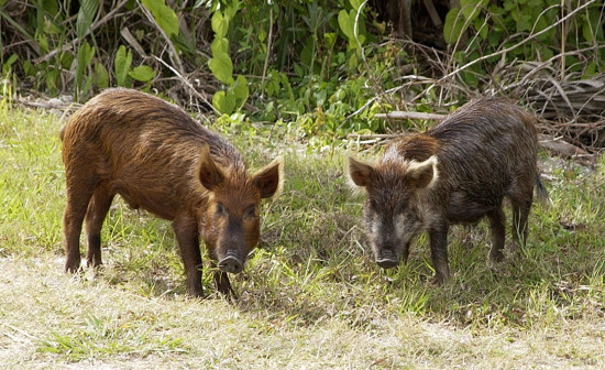 PETA Feral Pig Photo - The SITREP Military Blog