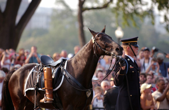 Caisson Horses Image - The SITREP Military Blog