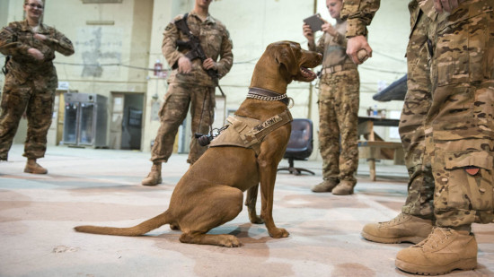 War Dog Photo - The SITREP Military Blog