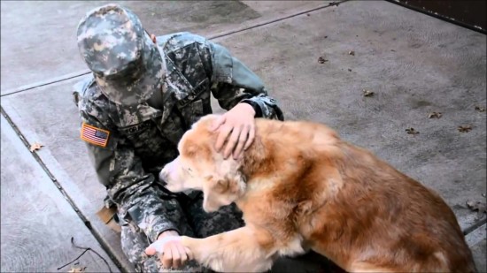Senior Dog Image - The SITREP Military Blog