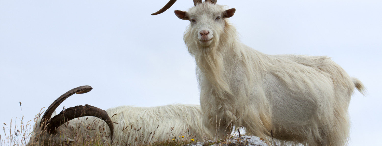 Military Budget, Goat Photo - The SITREP Military Blog