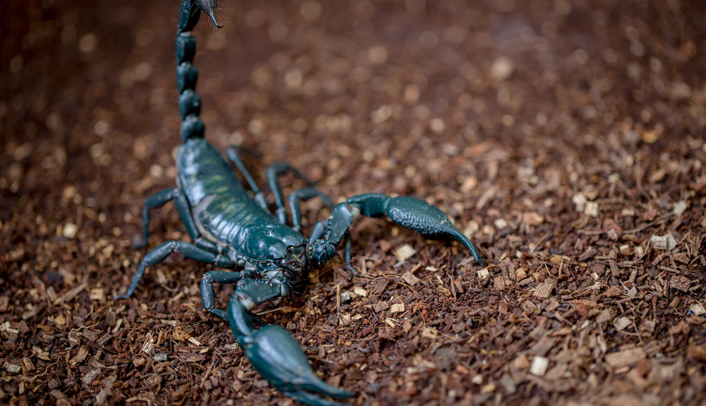 Scorpion Stock Photo - The SITREP Military Blog