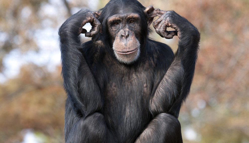 NAVY SEAL TAKES ON A CHIMPANZEE -- WHO WINS - THE SITREP MILITARY BLOG