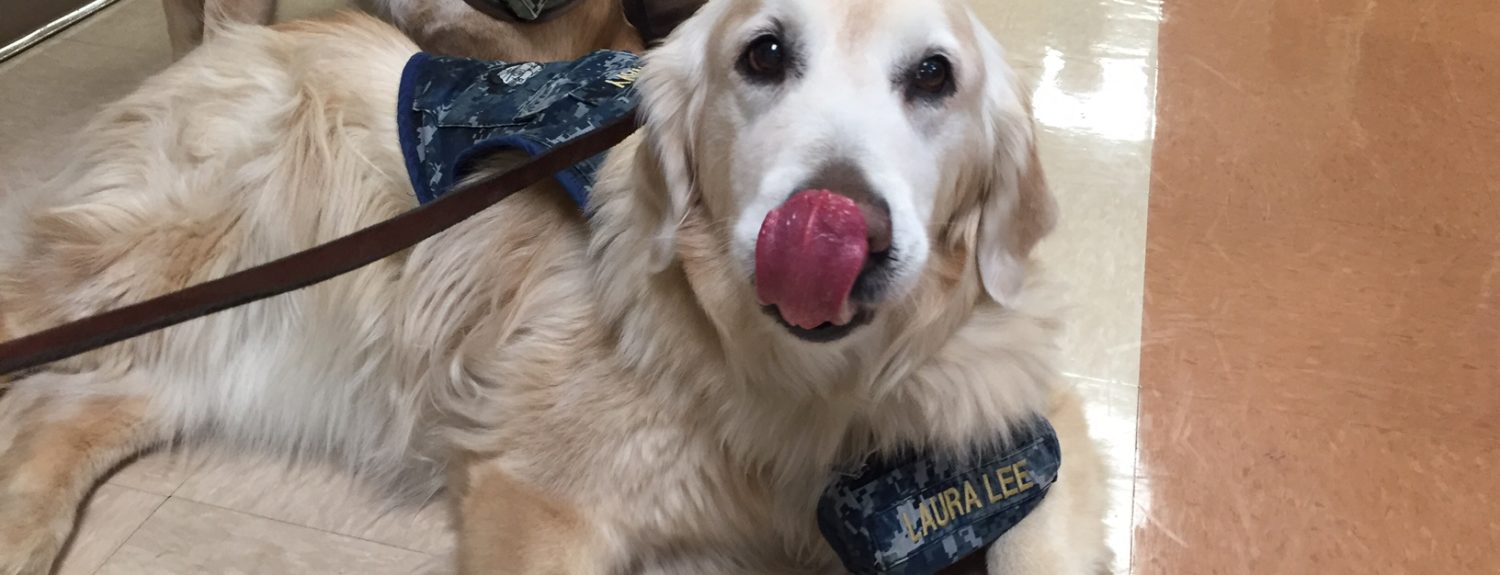 WATCH THE HOSPITAL DOGS OF WALTER REED EAT YUMMY BONIES - THE SITREP MILITARY BLOG