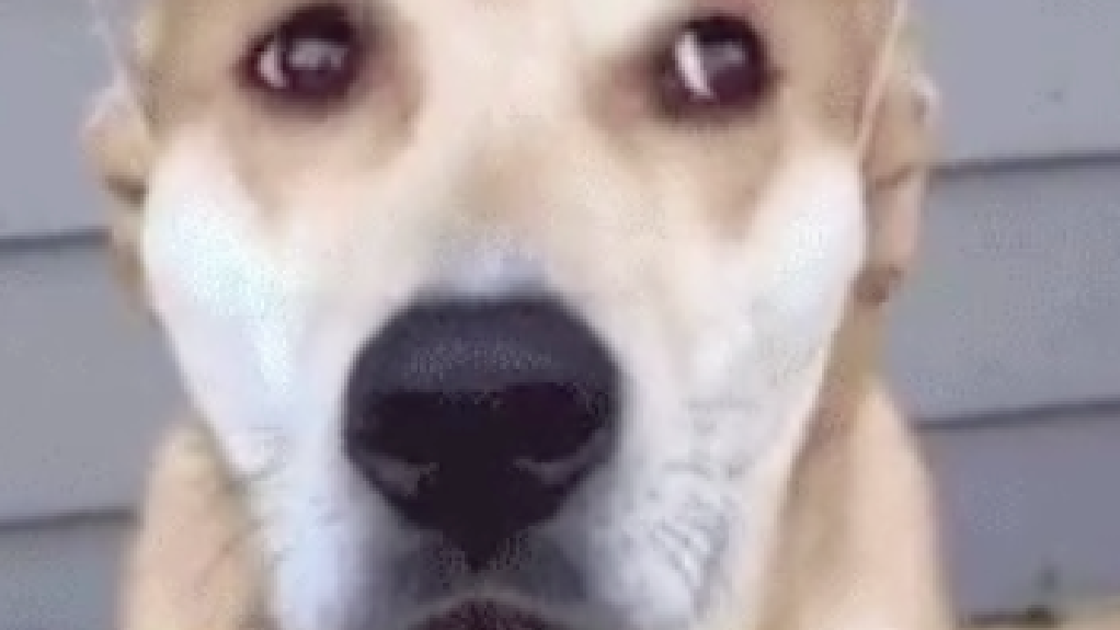 THIS DOG APACHE HELICOPTER GIF IS SIMPLY THE BEST GIF EVER - THE SITREP MILITARY BLOG