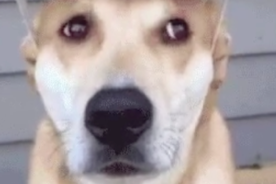 THIS DOG APACHE HELICOPTER GIF IS SIMPLY THE BEST GIF EVER - THE SITREP MILITARY BLOG