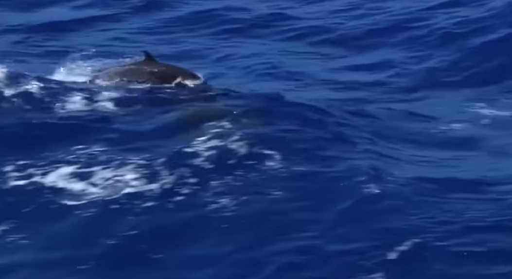 WATCH DOLPHINS BLESS THIS NAVY SUB TENDER IN GUAM - THE SITREP MILITARY BLOG